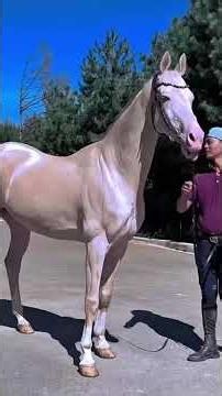3 MOST EXPENSIVE HORSE BREEDS IN THE WORLD
