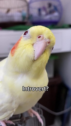 22K views · 180 reactions | I’m a per…. #cockatiel #memes #funnymemes #funny #tiktok #fbreels #cockatiels #petsagram #reels #birds #pet #tiktokviral #parrottalking #fyp #foryou #jokes | SweetLemon Tv | Facebook
