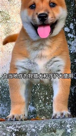 The Fastest Dog in the Village Runs Wild Through the Forest – You’ve Never Seen a Chinese Rural Dog