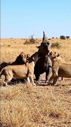 Rhino vs lions fight in the wild#animals #wildanimals #lionattack