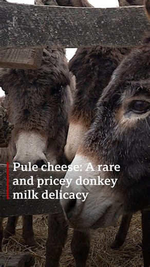 25K views · 183 reactions | Pule cheese, made from donkey milk, carries an astonishing price tag of 1,200 euros per kilogram. How come?  More cheesy stories: https://bbc.in/420WKux | BBC World Service | Facebook