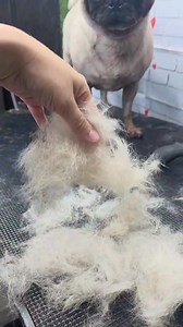 ¿Tu mascota suelta mucho pelo? 👉 Un full deslanado es justo lo que necesita! Elimina el exceso de pelo muerto, reduce la caída en casa y deja el pelaje más sano, ligero y brillante ✨👌 | Blossom spaw