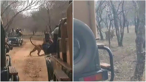 Video: Tourists spot tiger roaming around with its prey in Ranthambore National Park