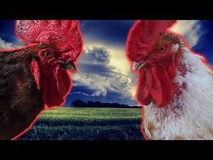 Can I Have More Multiple Roosters in a Flock? Most Asked Questions.