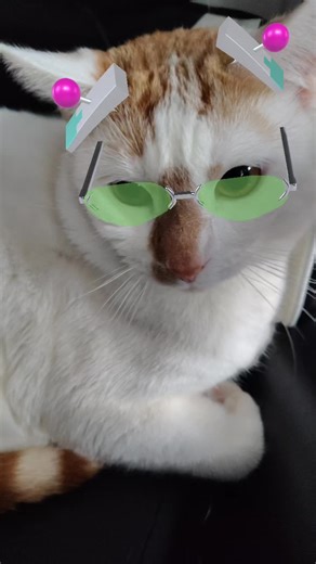 My Silly Stubborn Cat: A Fun Behavior Showcase