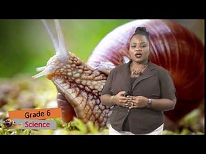 Science - Grade 6: Mollusks