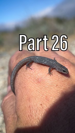 @california_every_reptile on Instagram: "Part 26: Desert Night Lizard - Xantusia Vigilis"