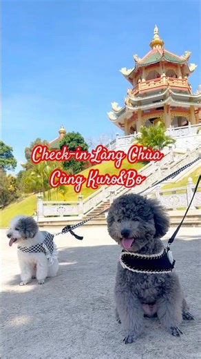 Bí kíp đi chùa không mỏi chân của Kuro & Bo 🐶🏯#shorts
