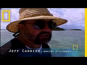 Sharks in Love | National Geographic