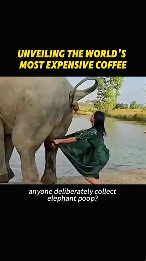 World's Most Expensive Coffee Explained