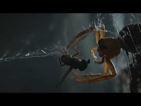 Spider vs Fly – Real Macro Footage | Caught in the Web