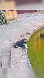 What happened to this mantis 😮 | Ray vines