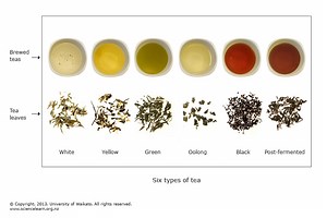 What are the 6 different types of tea? [2025] | QAQooking.wiki
