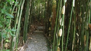Walk through the bamboo grove in the public park. The camera moves along a narrow path among dense thickets of bamboo, we can see stone steps on the path