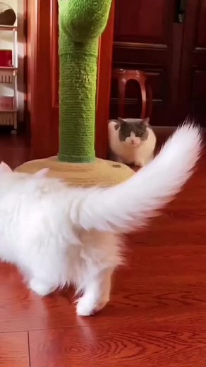 Playful Cats Interact: Fun Moments of Feline Playtime