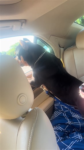 BillionDollarBullyKennels on TikTok