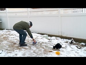 Feral Cats Are Freezing