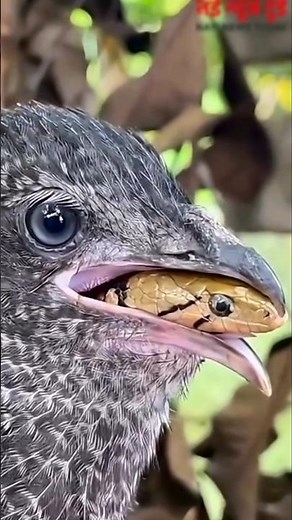 How do birds hunt poisonous snakes? #shorts #snake #birds