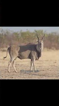 Common eland