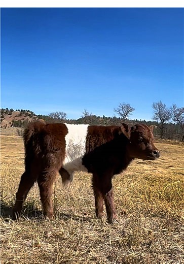 I introduce you to your future micro bull prospect: Bongo is 2 years old, halter trained, bottle raised by kids, gentle, adorable and ready to breed! Only available because we have no micros for him to cover… #micro #bull #minicow #forsale #wyoming @Earl Voss