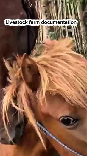 Day 15 86 Stable farm documentation #horse #animals #fypviral