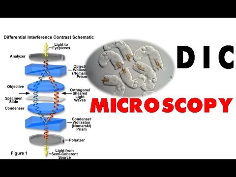 DIC microscopy