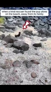 A man rescued a baby sea lion and it then became his friend❤ #Amazing #animals #love #fyp #pet | Deandre Ayton