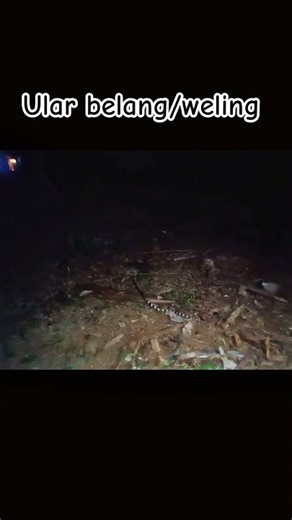 Nemu ular belang hitam putih di hutan malam2 #shorts