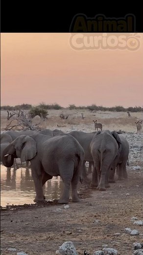 O Elefante Africano.