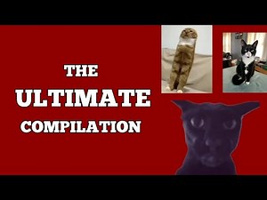 The ULTIMATE Evil Larry Cat Compilation (FULL VIDEO) 😈😈...