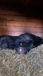 1.4K views · 45 reactions | Sweet dreams from Molly B and Seymour! Don’t forget to do something with your clocks tonight that makes the sun shine more | Our Farmacy | Facebook