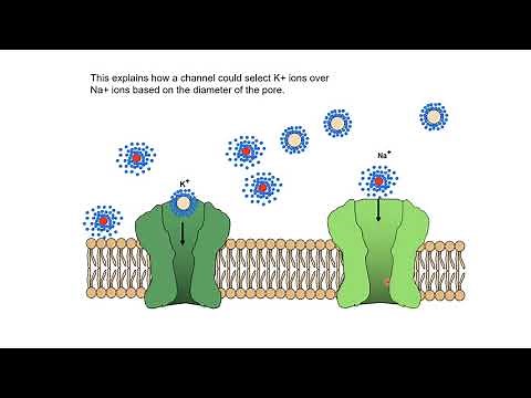 Neurobiology 3.1: Ion Channels