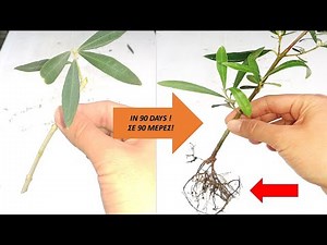 Olive tree - Easiest propagation method!