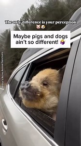 Is it just us, or are pigs and dogs actually quite alike? 🤔🐷🐶 🎬 Learn more about pigs in our NEW short film “The Hidden Lives of Pigs” via the link in our bio @vegan.f.t.a 🎬 🎥: @arthursacres via @emmaveganforanimals #pigs #dogs #doglover #speciesism #cutepig | Vegan FTA