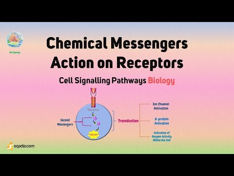 Cell Signalling Pathways Biology | Chemical Messengers Action on Receptors