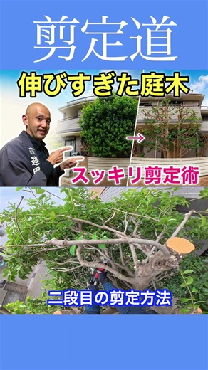 How to Prune Overgrown Garden Trees!! #PruningTips #Gardening #GardenMaintenance #Pruning #TreeCa...