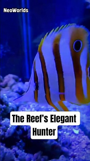 Copperband Butterflyfish – The Reef’s Elegant Hunter 🐠 | Ocean Wonder