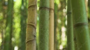 Bamboo forest. Focus on one trunk of green fresh bamboo growing in jungle and warm climates. Dense forest through which it is impossible to pass.