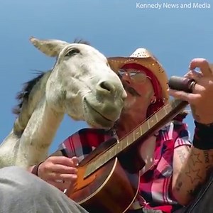 852K views · 3.7K reactions | This rescued donkey loves listening to the blues ❤️ | Daily Mail Video | Facebook