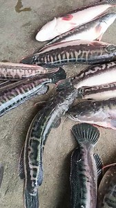 Toman / Alien Fish #toman #alienfish | Ka Seafood Vlog