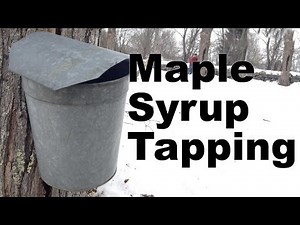 Maple Syrup Tapping Spouts and Buckets - GardenFork