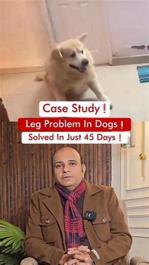 Case Study❗ Leg Problem In A Dog❗ Solved In Just 45 Days ❗ | Dogs Your Friends Forever