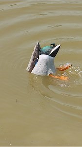 Why you NEED the Avian-X Power Butt Kicker! • • • • • • • • • • #rogerssportinggoods #avianx #avianxdecoys #decoys #decoyreview #motiondecoy | Rogers Sporting Goods