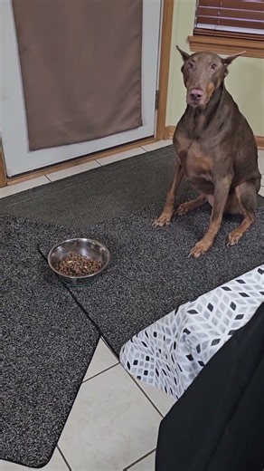 Bear's Eating Adjustments - Cone Head Rotty