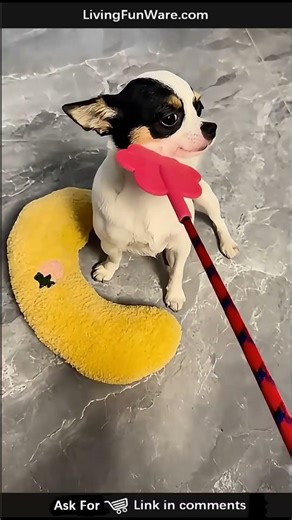 Heart-Paddle of Gentle Pats · A Soft Interaction Dogs and Cats Love