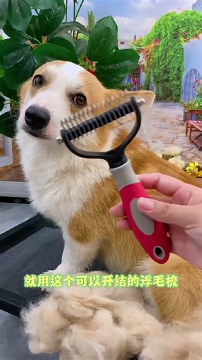 The most popoular pet dematting comb #dematting comb #pet grooming#dog brush#how to remove mats