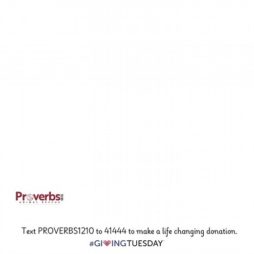 🐾 Meet Amelia, a brave kitten diagnosed with severe pectus excavatum—a condition that causes life-threatening displacement of her chest structures and pulmonary congestion. Without surgical correction, her life will be tragically cut short. 💔 Amelia’s surgery is estimated at $2,000, and we’ve turned to Blue Pearl for this life-saving procedure. With your support, Amelia has a chance to grow strong and live the happy life she deserves. 💕 📲 Text PROVERBS1210 to 41444 to make a donation and hel
