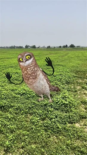 Animals cartoon cartoon video |🦉 Owl dance #owl #cartoon #viralvideo #shortsfeed #funnyexpressio
