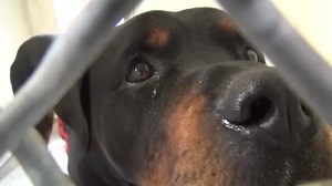 7.5K views · 480 reactions | RESCUED - moved to SAFE Album 07/01...