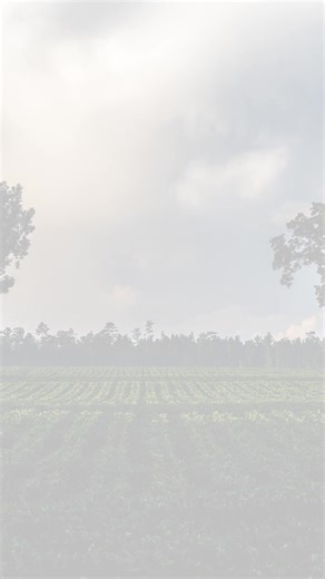 9.7 million acres of agricultural land in Florida➡️A future that relies on you to ensure farm sustainability. Memories may be priceless but so is our Florida farm land. Want to join the fight? Learn more here: https://floridafarmbureau.org/lossofland/ | Florida Farm Bureau Federation